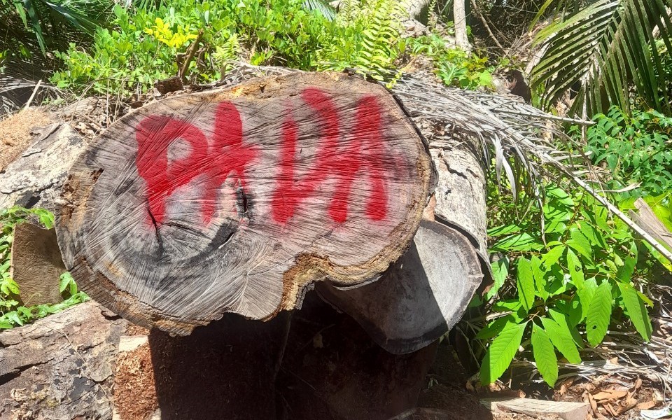 Ph&aacute;t hiện vụ ph&aacute; rừng rất nghi&ecirc;m trọng tại Quảng Nam
