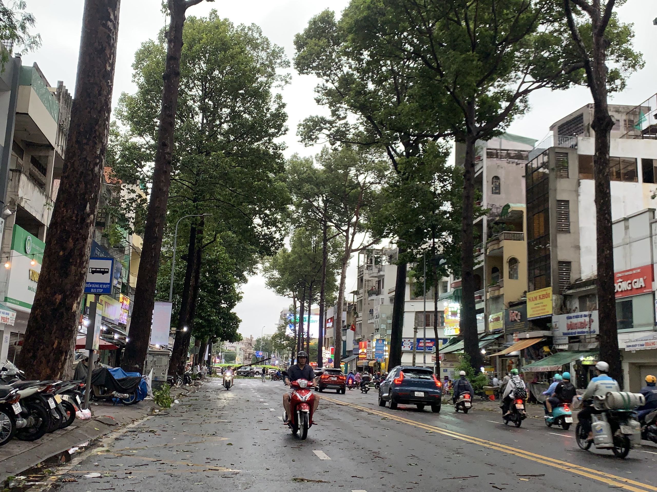 TP HCM: Nhiều c&acirc;y xanh bật gốc, &ocirc; t&ocirc; gặp nạn tr&ecirc;n đường Ng&ocirc; Gia Tự 
- Ảnh 4.