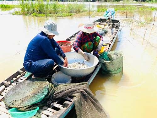 Người d&acirc;n ĐBSCL mong lũ về để đ&aacute;nh bắt c&aacute; t&ocirc;m, cải thiện đời sống  Ảnh: HO&Agrave;NG VŨ