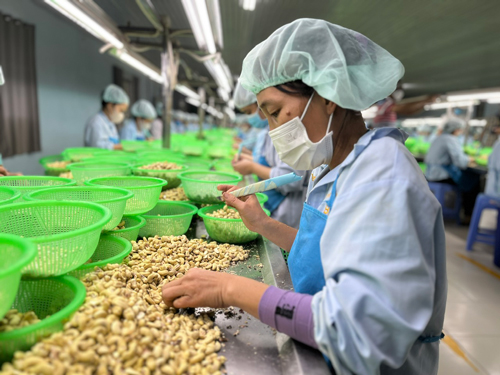Các doanh nghiệp chế biến hạt điều bị phát sinh nhiều chi phí và rủi ro khi thực hiện Nghị định 09