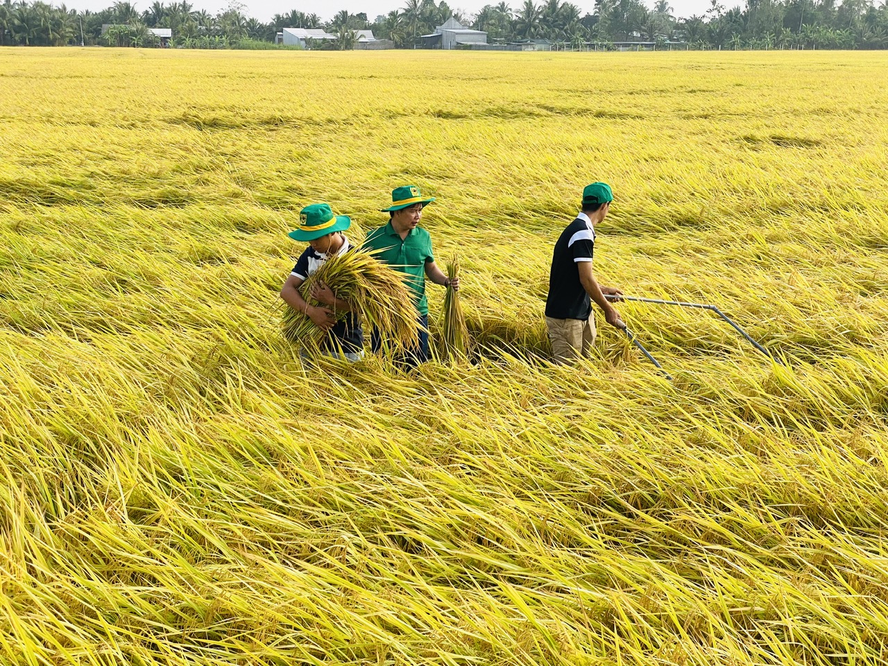 Th&uacute;c tiến độ Đề &aacute;n 1 triệu ha l&uacute;a chất lượng cao- Ảnh 1.