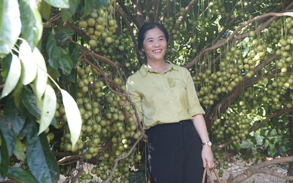 Vườn dâu da hút khách ở Bình Định