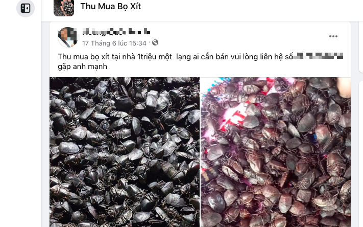 Giật mình giá mua bọ xít bán cho thương lái Trung Quốc
