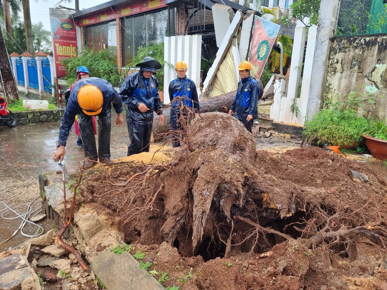 Cây thông hơn 100 tuổi bật gốc, đè lên quán cà phê- Ảnh 1.