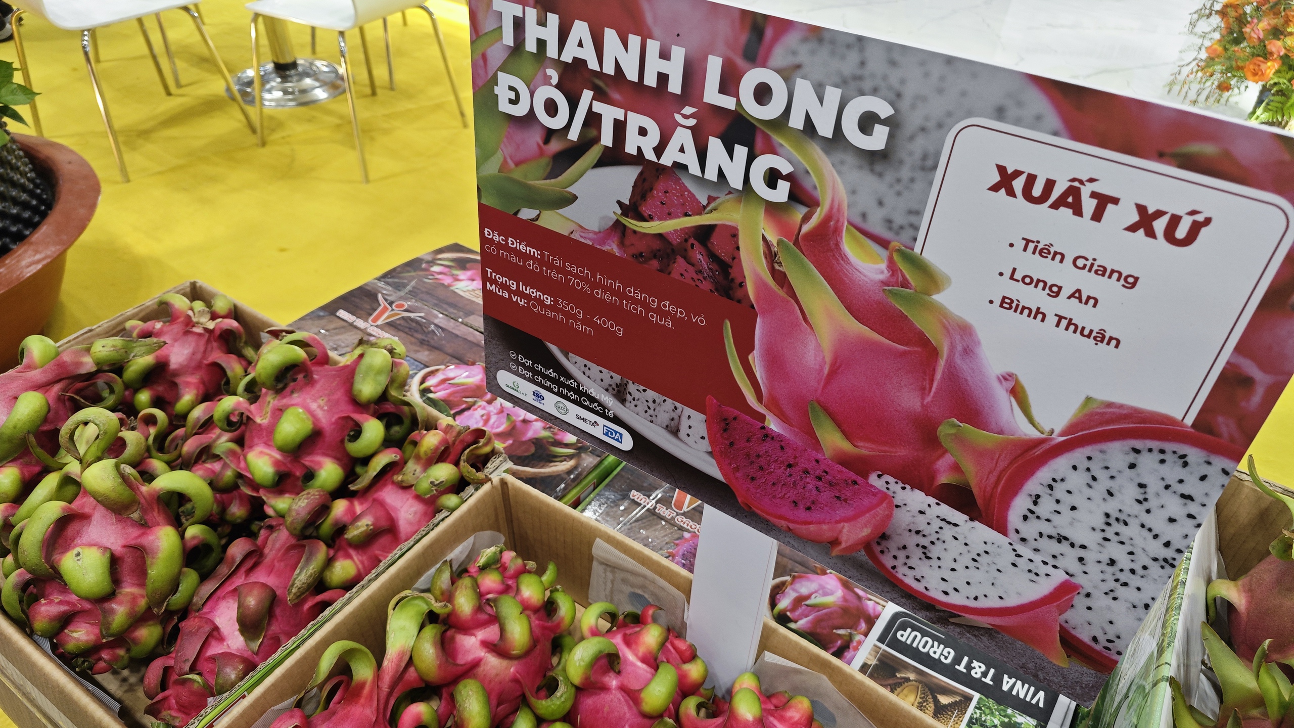 Quả thanh long &ldquo;tỉ đ&ocirc;&rdquo; giờ xuất khẩu ra sao?- Ảnh 1.