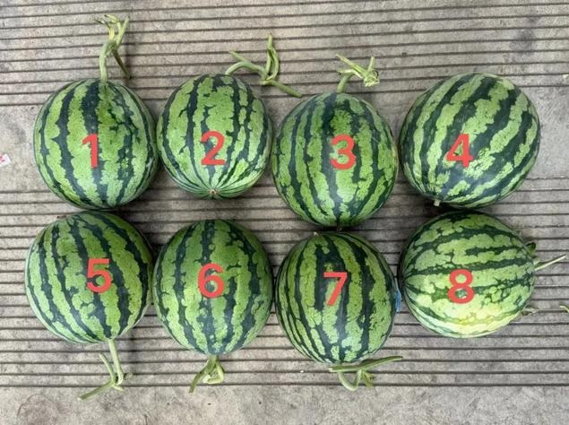 8 quả dưa hấu được đ&aacute;nh số từ 1 đến 8. Ảnh: Ti&ecirc;u Tương buổi s&aacute;ng