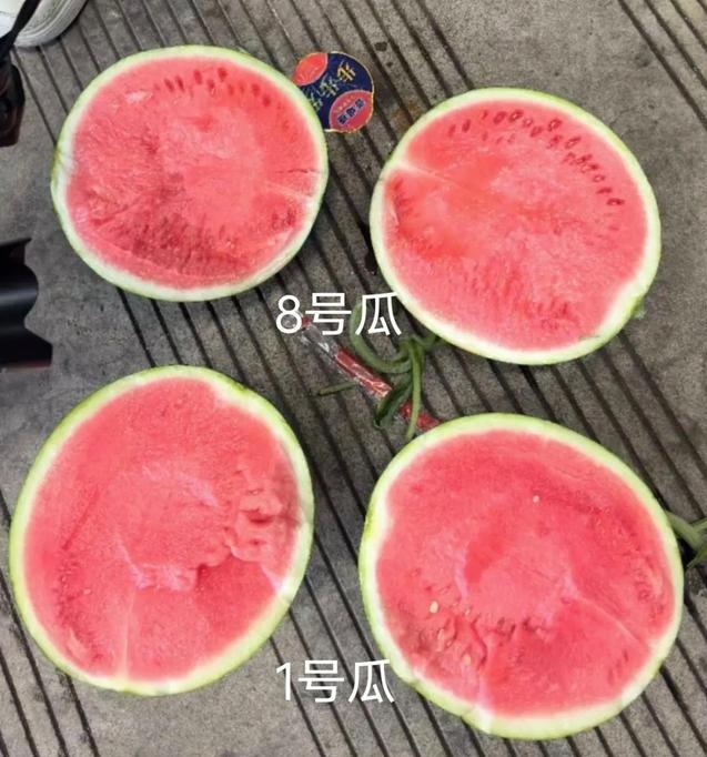 Quả dưa hấu số 1 hoặc số 8. Ảnh: Ti&ecirc;u Tương buổi s&aacute;ng
