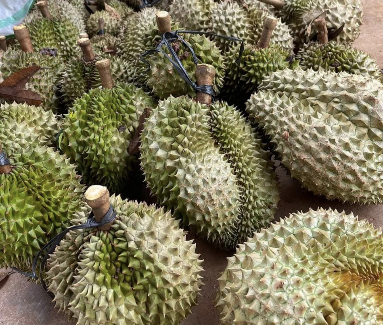Nh&agrave; vườn x&oacute;t ruột khi gi&aacute; sầu ri&ecirc;ng li&ecirc;n tục hạ- Ảnh 1.