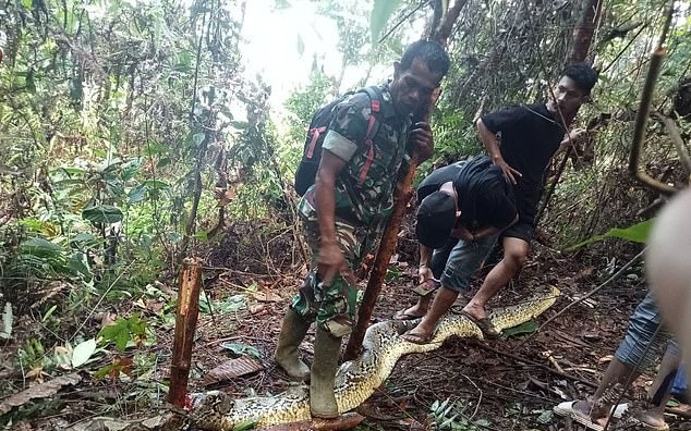 Kinh hoàng chồng phát hiện vợ bị trăn khổng lồ nuốt chửng ở Indonesia