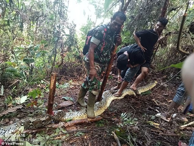 Kinh ho&agrave;ng chồng ph&aacute;t hiện vợ bị trăn khổng lồ nuốt chửng ở Indonesia- Ảnh 1.
