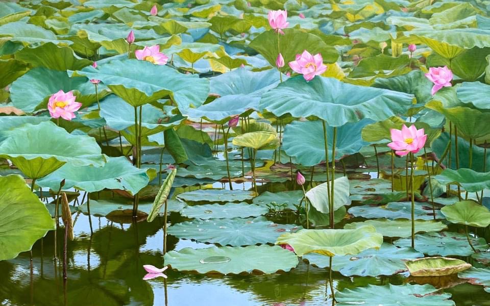 Vì sao bức tranh "Mùa sen" gây sốt mạng xã hội?

