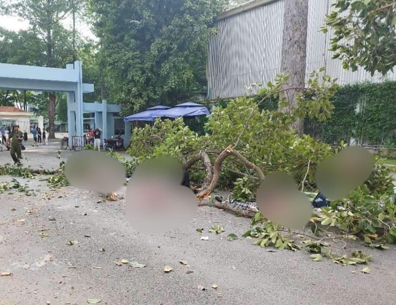 Điều tra, x&aacute;c định tr&aacute;ch nhiệm vụ g&atilde;y nh&aacute;nh c&acirc;y khiến 2 người chết ở C&ocirc;ng vi&ecirc;n Tao Đ&agrave;n- Ảnh 1.