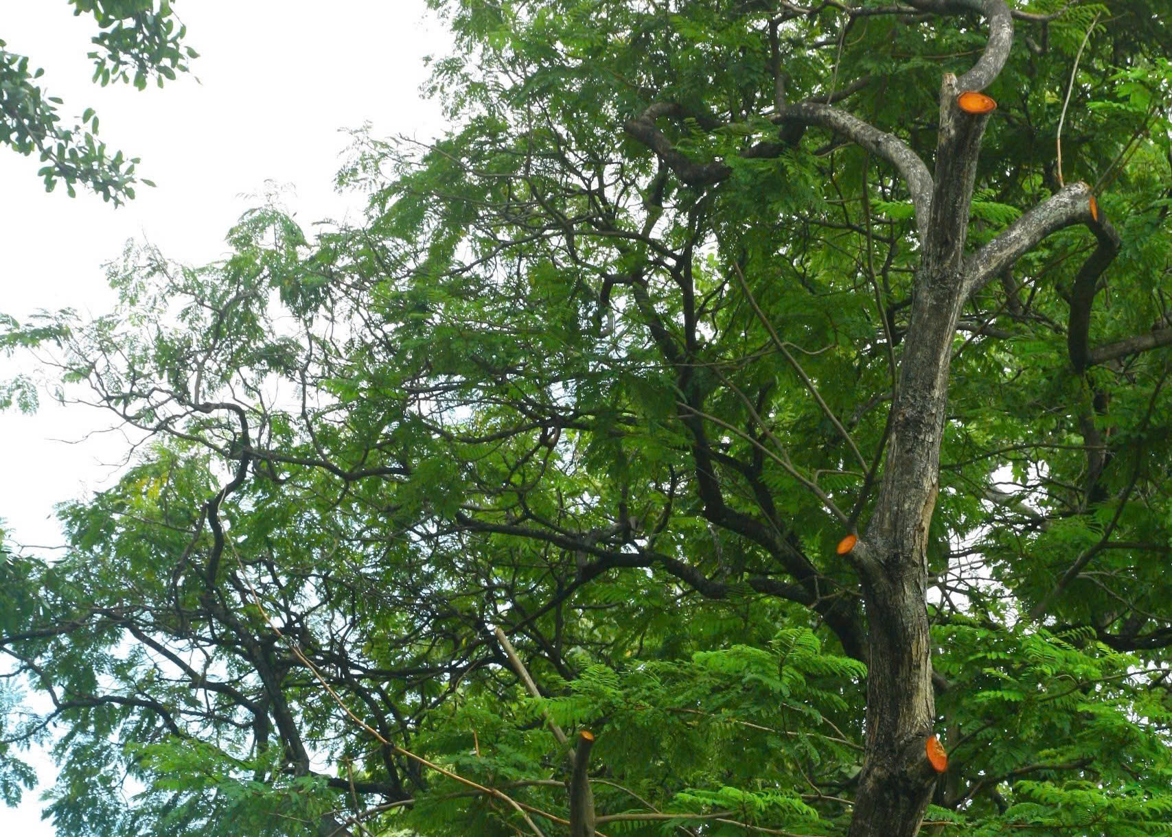 H&igrave;nh ảnh C&ocirc;ng vi&ecirc;n Tao Đ&agrave;n sau vụ g&atilde;y c&acirc;y l&agrave;m 5 người thương vong- Ảnh 2.
