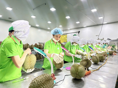 N&ocirc;ng sản Việt Nam xuất khẩu sang Trung Quốc tăng trưởng mạnh, trong đ&oacute; c&oacute; sự đ&oacute;ng g&oacute;p của ng&agrave;nh h&agrave;ng mới l&agrave; sầu ri&ecirc;ngẢnh: NGỌC &Aacute;NH