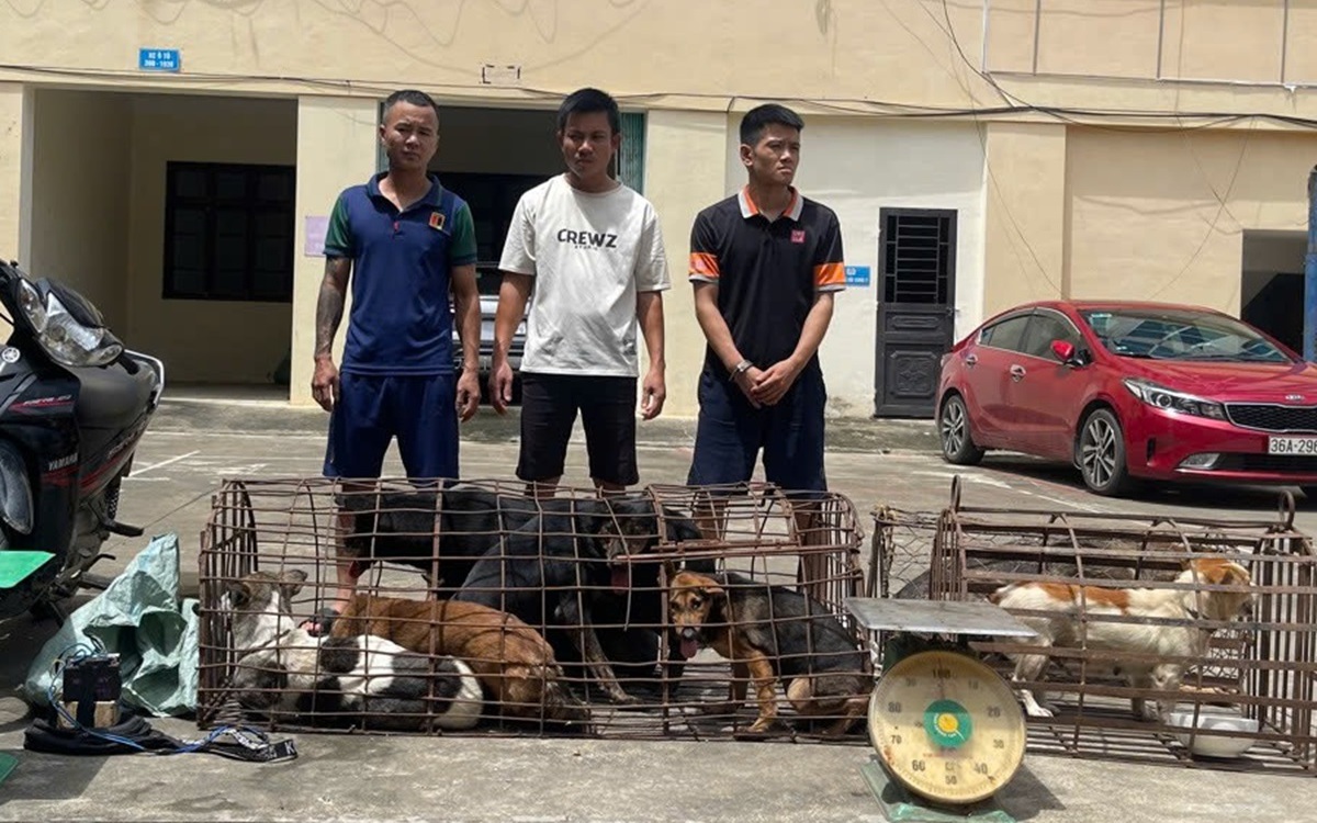 Ổ nhóm ở Thanh Hóa bắt trộm gần 100 con chó