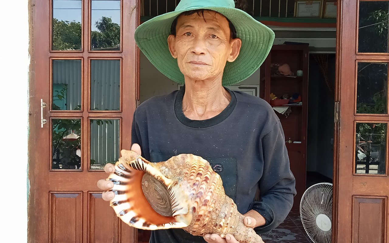 Ốc tù và quý hiếm xuất hiện ở Cù Lao Chàm sau hàng chục năm