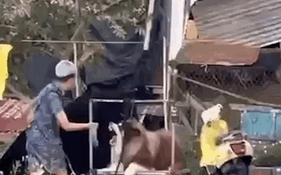 Vụ chó cảnh bị ngược đãi ở Đà Lạt: Rà soát thông tin người liên quan