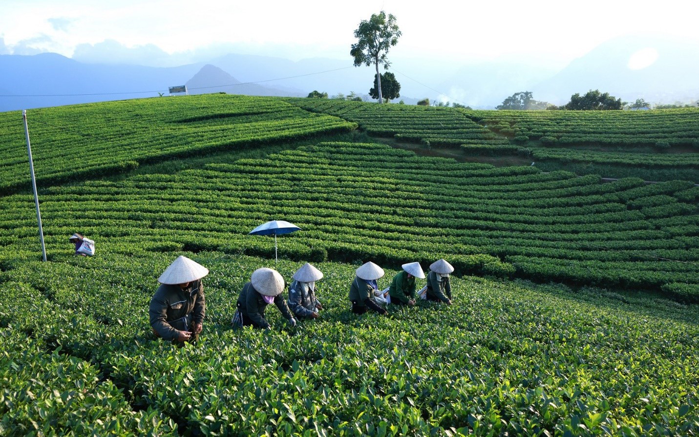 Vì sao Tân Hiệp Phát chọn lá chè Thái Nguyên để sản xuất Trà Xanh Không Độ?