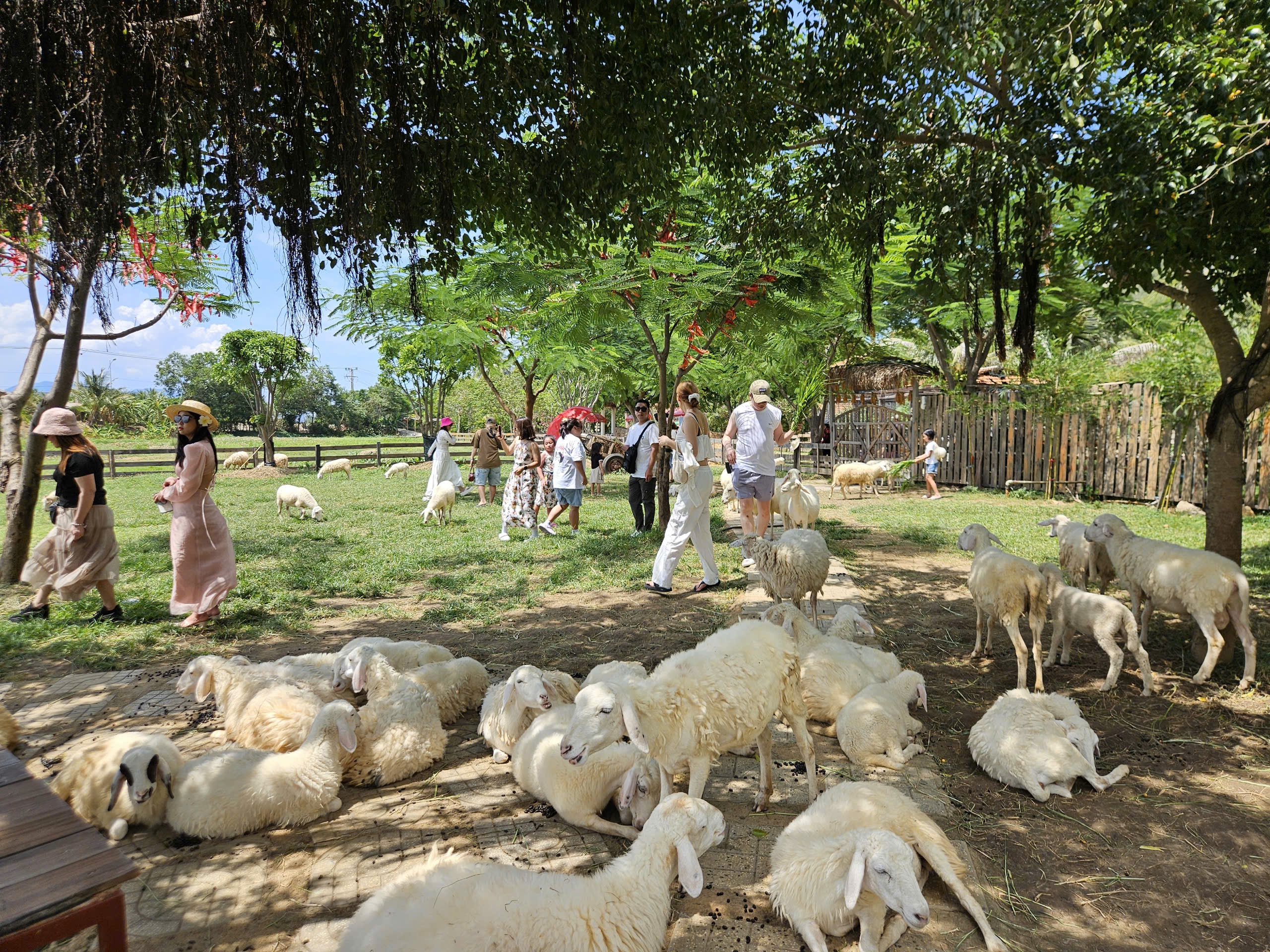 Những điểm đến gần khu vực TP HCM như Phan Thiết, Nha Trang... h&uacute;t kh&aacute;ch dịp lễ 2-9. Trong ảnh: Du kh&aacute;ch tham quan Đồng Cừu Suối Ti&ecirc;n ở Ninh ThuậnẢnh: Lam Giang