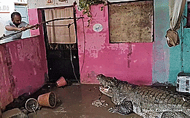 Sau lũ lụt, h&agrave;ng trăm con c&aacute; sấu tr&agrave;n l&ecirc;n phố ở Ấn Độ