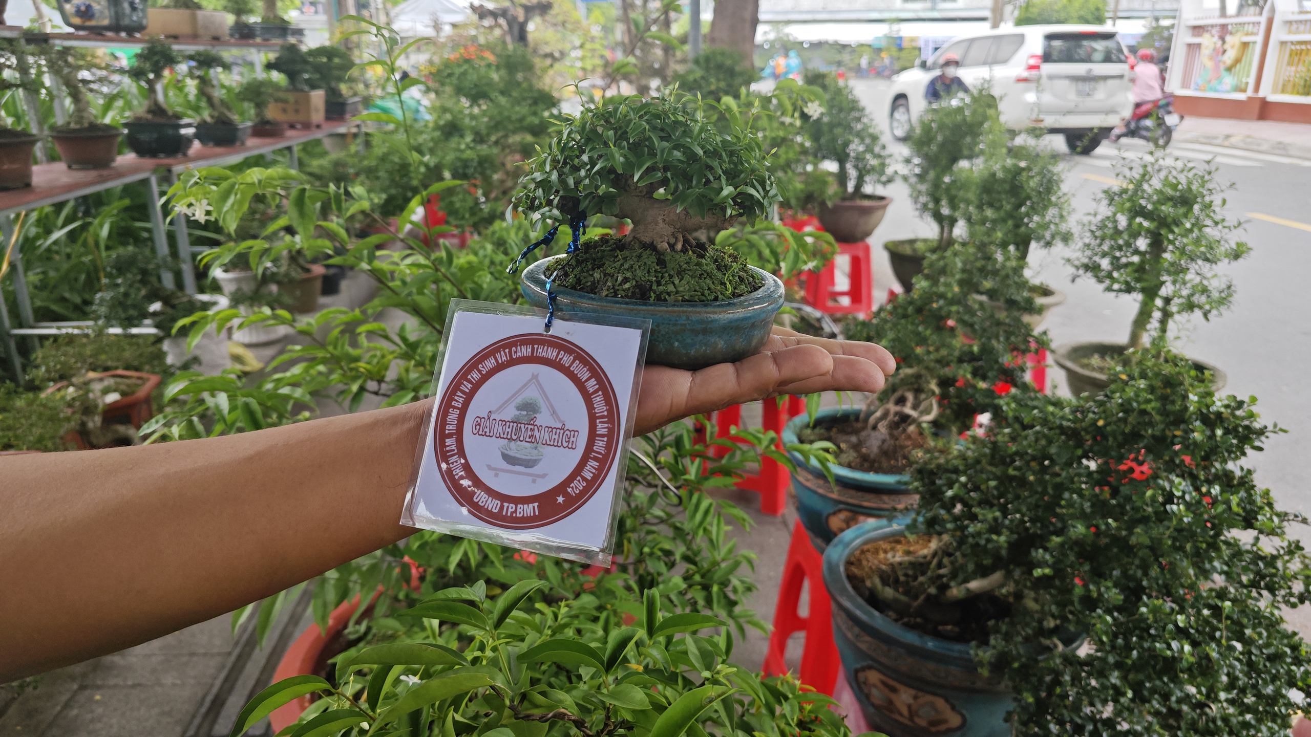 Ngắm d&agrave;n bonsai tiền tỉ v&agrave; đ&agrave;n c&aacute; cảnh &ldquo;hot trend&rdquo;- Ảnh 4.