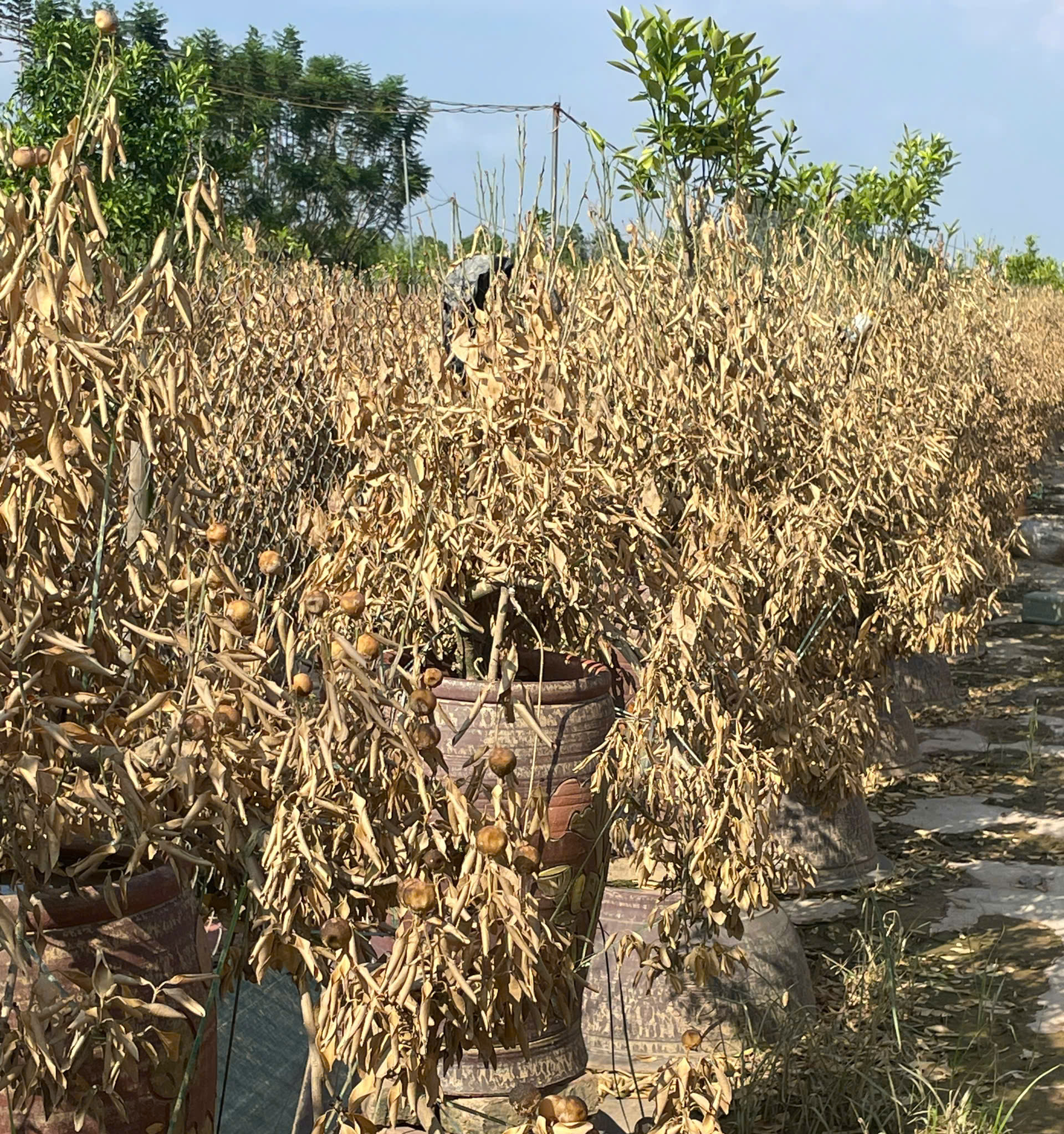 Đ&agrave;o Nhật T&acirc;n, quất Tứ Li&ecirc;n tan hoang sau b&atilde;o- Ảnh 8.
