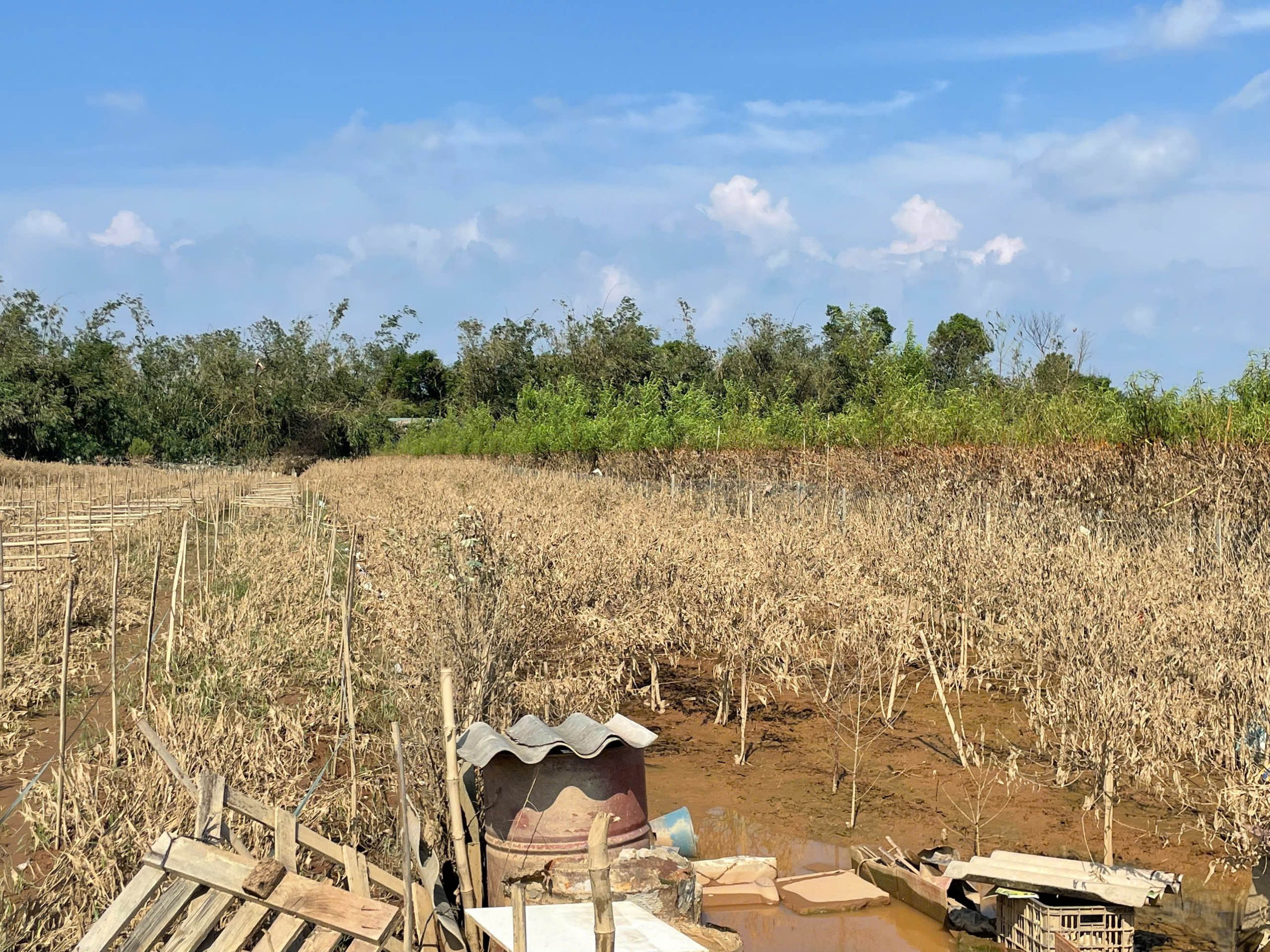 Đ&agrave;o Nhật T&acirc;n, quất Tứ Li&ecirc;n tan hoang sau b&atilde;o- Ảnh 3.