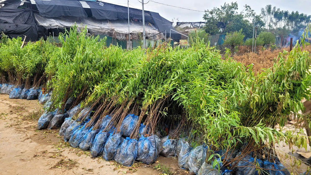 Đ&agrave;o giống được đưa về trồng lại, chuẩn bị cho m&ugrave;a Tết năm sau