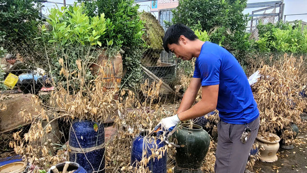 Quất cảnh chết v&igrave; bị ngập &uacute;ng, người d&acirc;n đ&agrave;nh chặt bỏ
