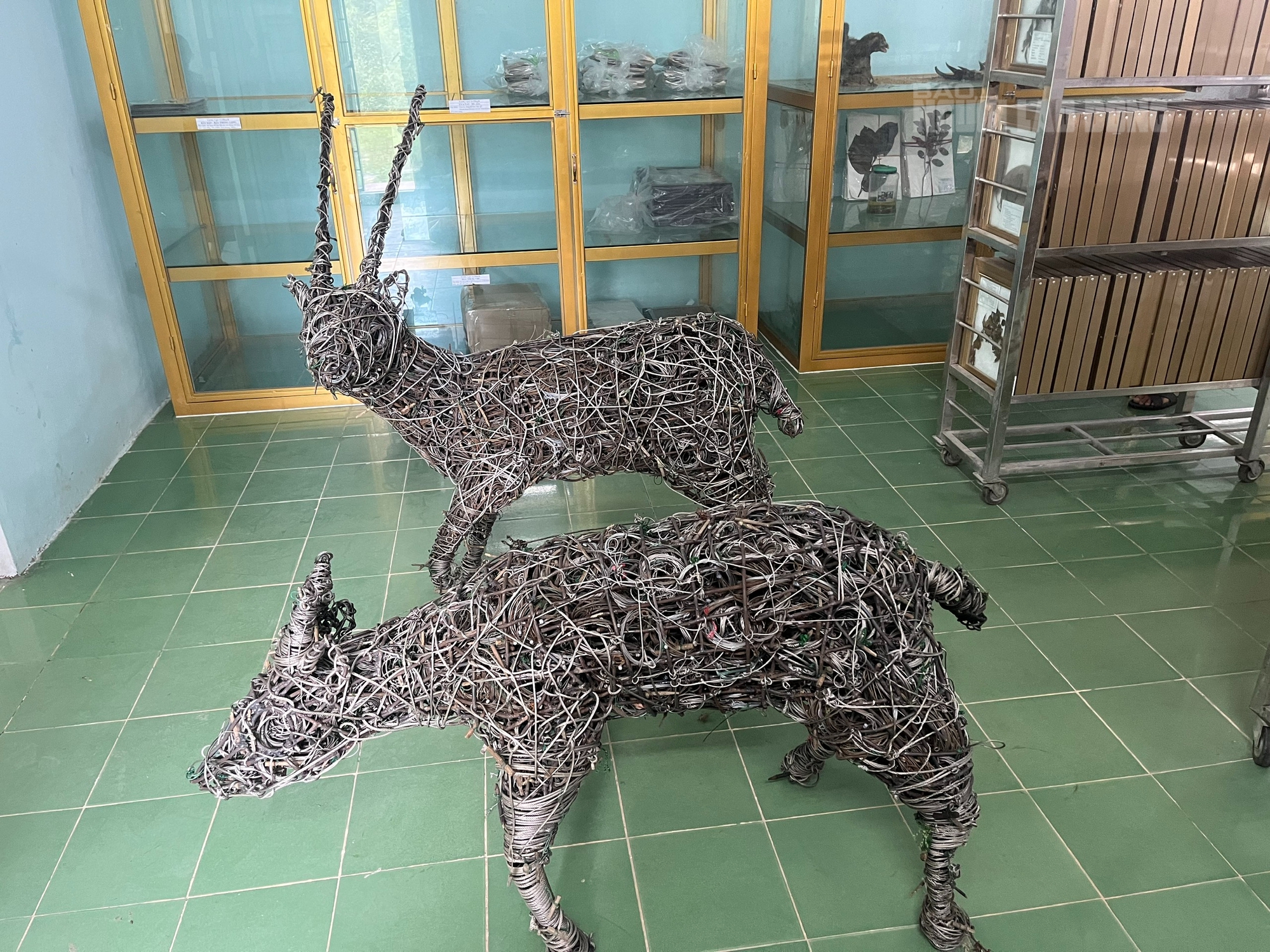 ĐỘC LẠ: Ngắm nh&igrave;n "kỳ l&acirc;n ch&acirc;u &Aacute;" được t&aacute;i hiện từ 5.000 d&acirc;y bẫy th&uacute; rừng- Ảnh 3.
