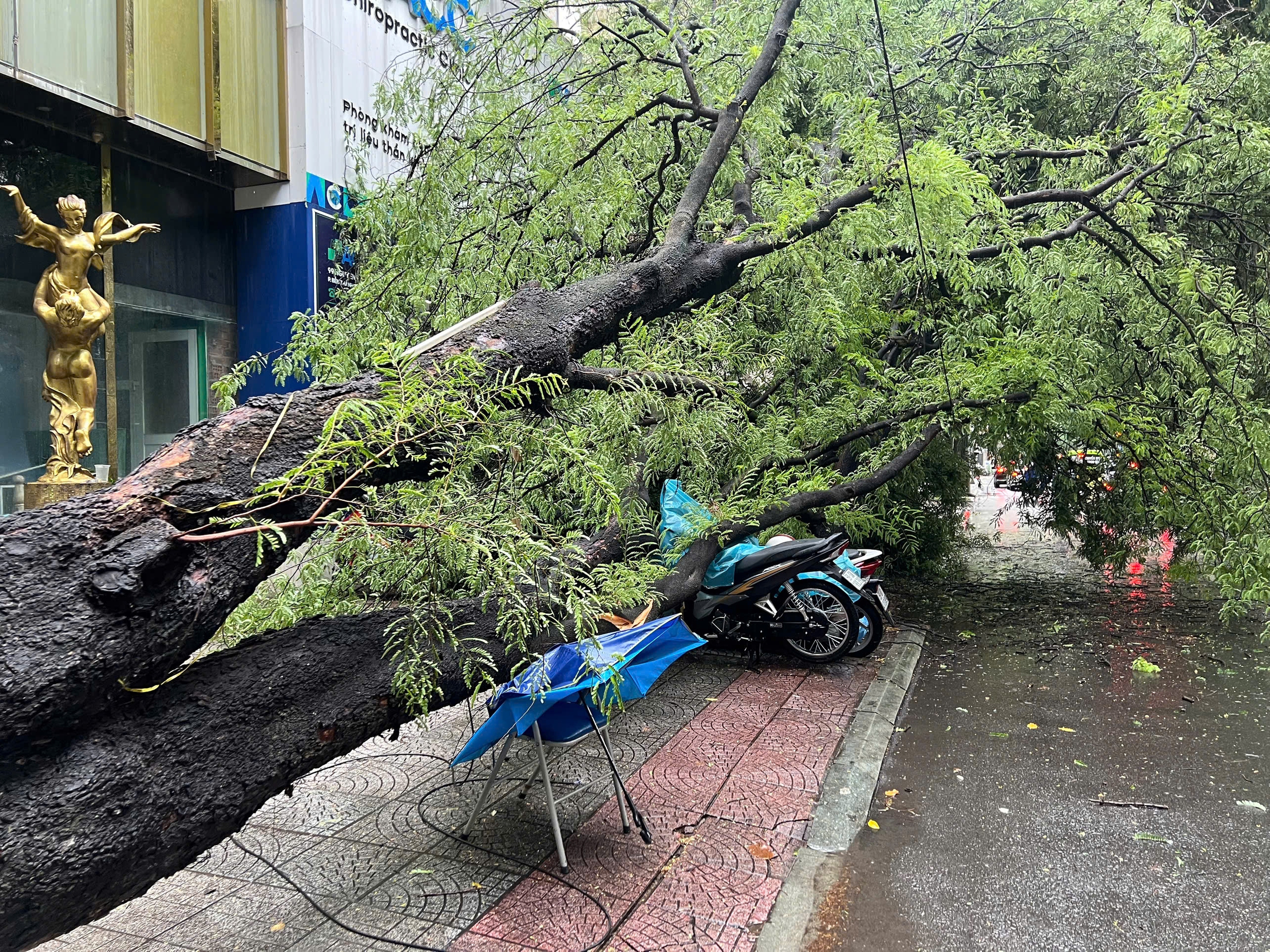 Vẫn bất an với c&acirc;y xanh- Ảnh 1.