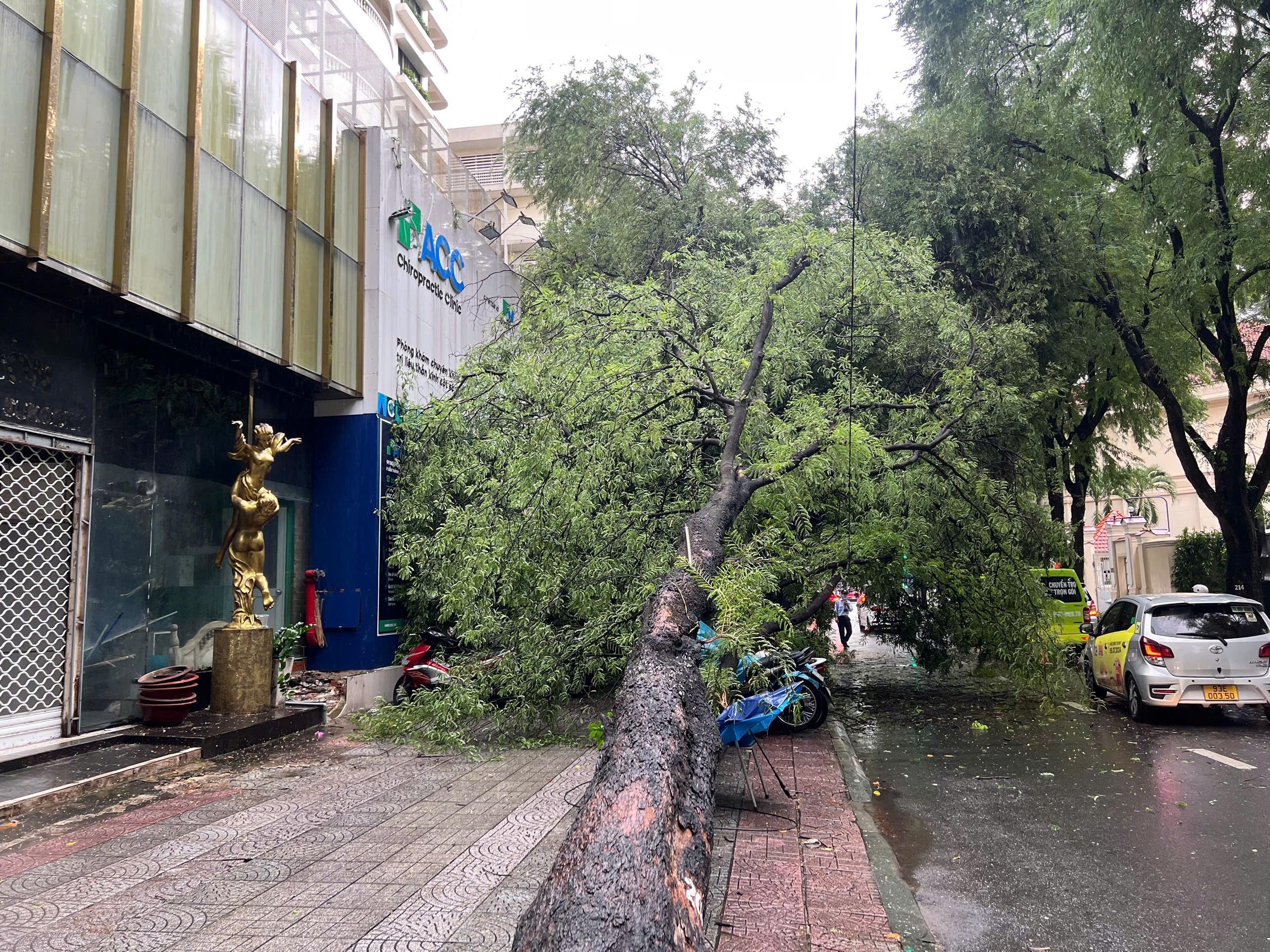 Cây xanh lâu năm bật gốc ở quận 1, đè hàng loạt xe máy - Ảnh 1.