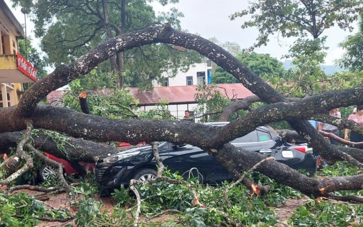 Sức khỏe nữ giáo viên bị cành cây gãy rơi trúng người khi đi dưới sân trường