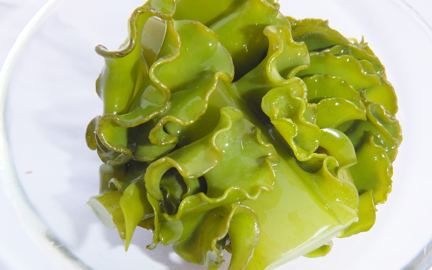 Fucoidan và xu hướng bảo vệ sức khỏe từ bên trong - Ảnh 4.