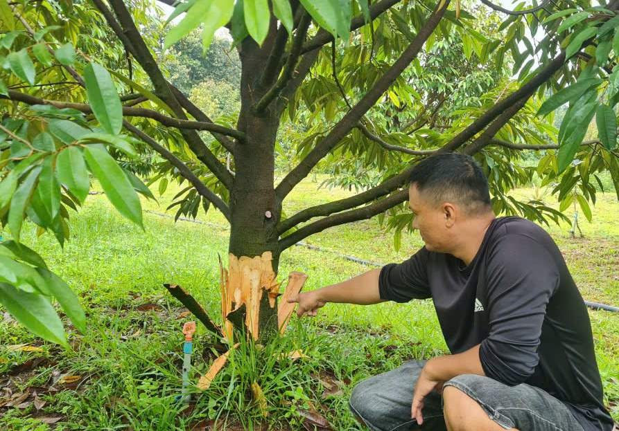 Khởi tố vụ phá hoại vườn sầu riêng ở Lâm Đồng- Ảnh 1.