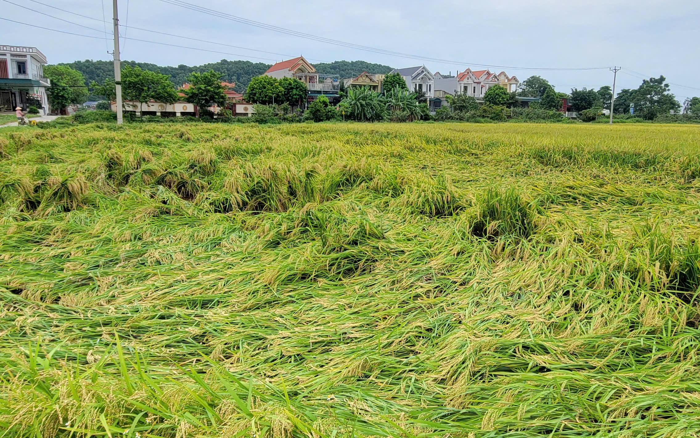 N&ocirc;ng d&acirc;n gặt l&uacute;a xuy&ecirc;n đ&ecirc;m chạy si&ecirc;u b&atilde;o Yagi- Ảnh 3.