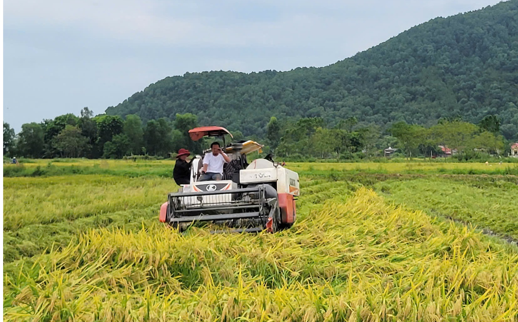 N&ocirc;ng d&acirc;n gặt l&uacute;a xuy&ecirc;n đ&ecirc;m chạy si&ecirc;u b&atilde;o Yagi- Ảnh 2.