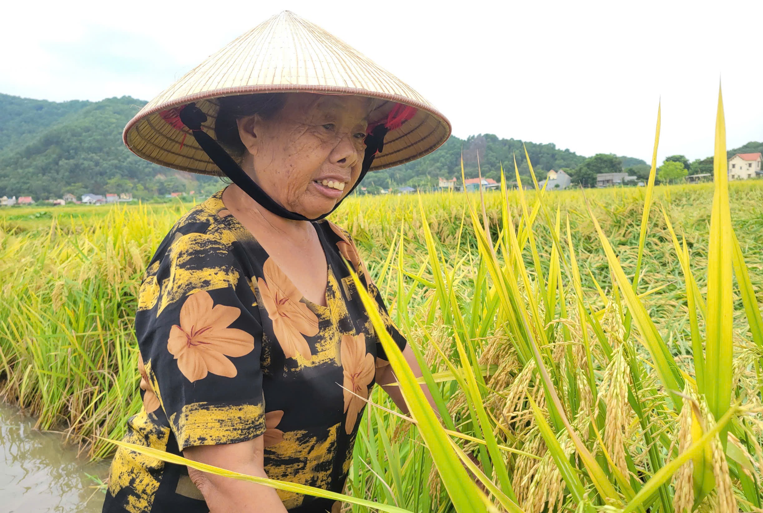 N&ocirc;ng d&acirc;n gặt l&uacute;a xuy&ecirc;n đ&ecirc;m chạy si&ecirc;u b&atilde;o Yagi- Ảnh 4.