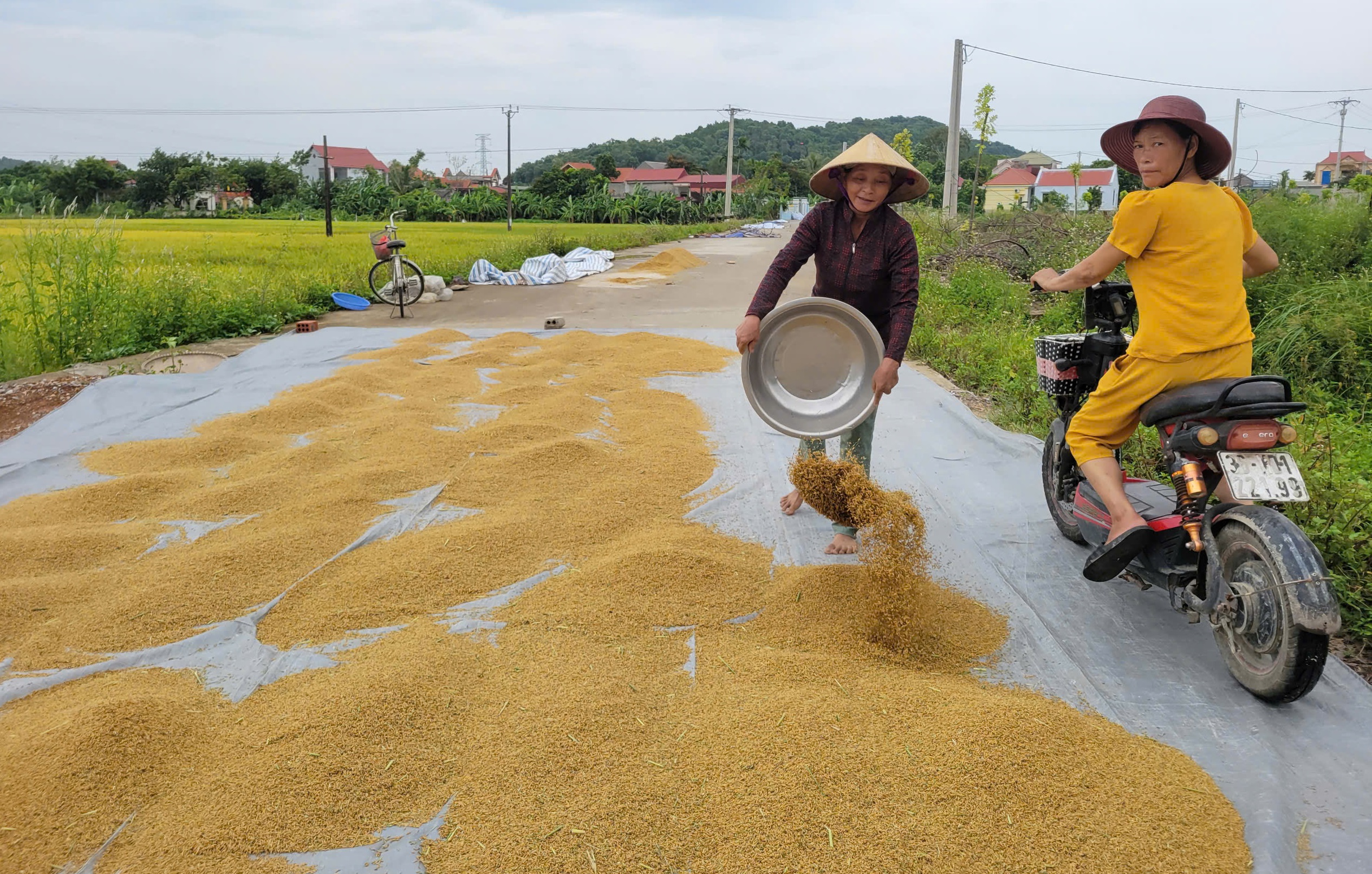 N&ocirc;ng d&acirc;n gặt l&uacute;a xuy&ecirc;n đ&ecirc;m chạy si&ecirc;u b&atilde;o Yagi- Ảnh 7.