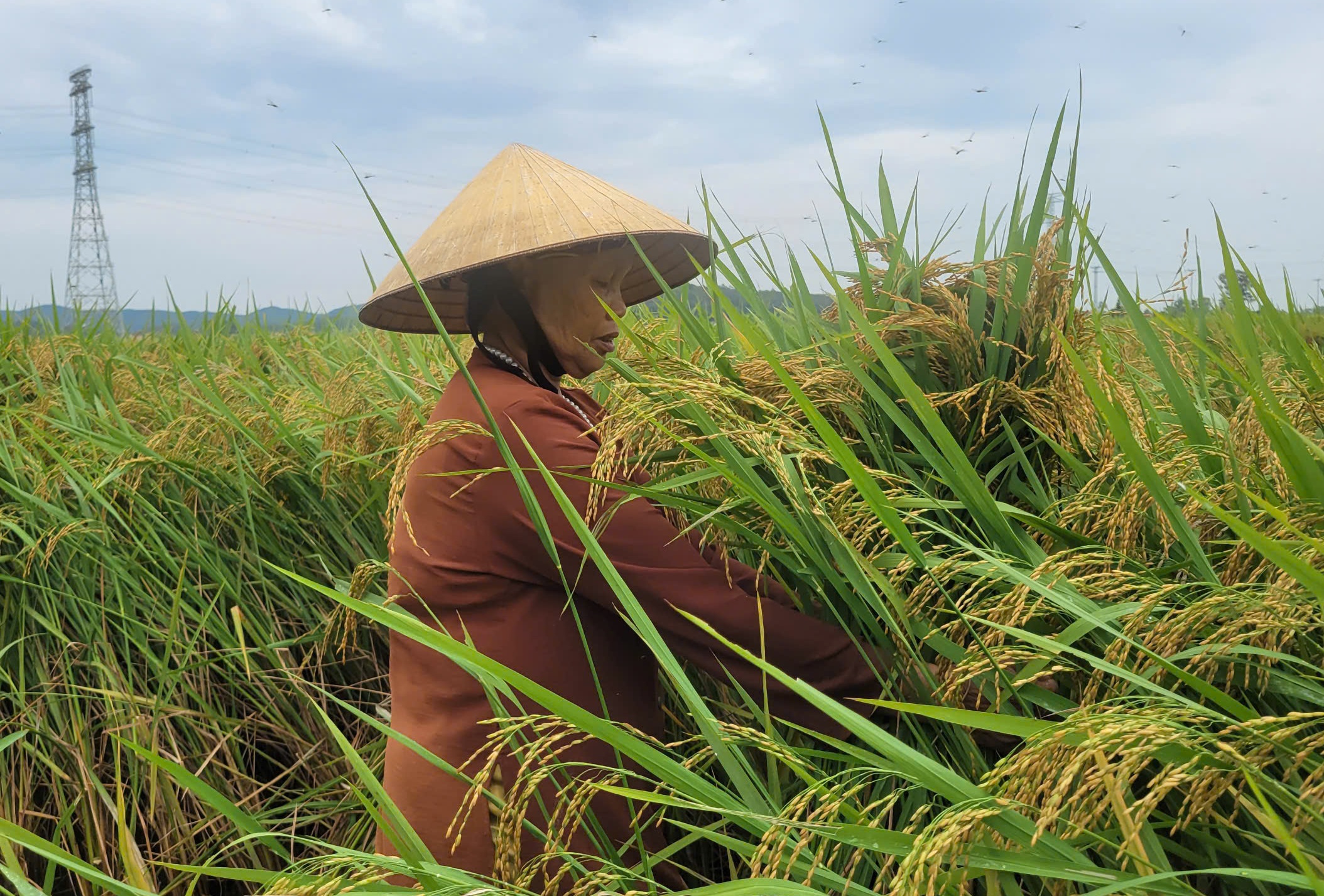 N&ocirc;ng d&acirc;n gặt l&uacute;a xuy&ecirc;n đ&ecirc;m chạy si&ecirc;u b&atilde;o Yagi- Ảnh 5.
