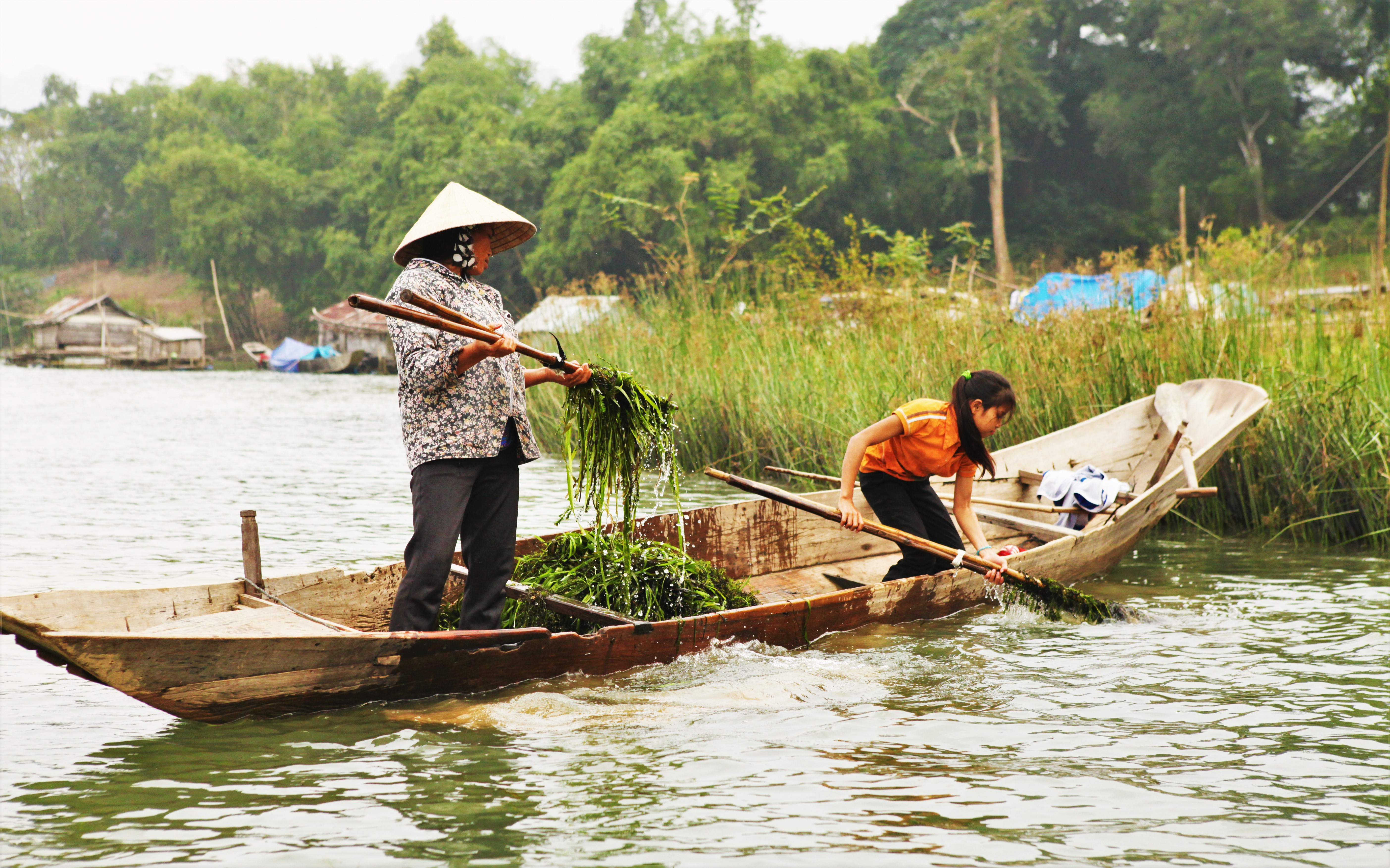 Bí ẩn rừng rong- Ảnh 2.