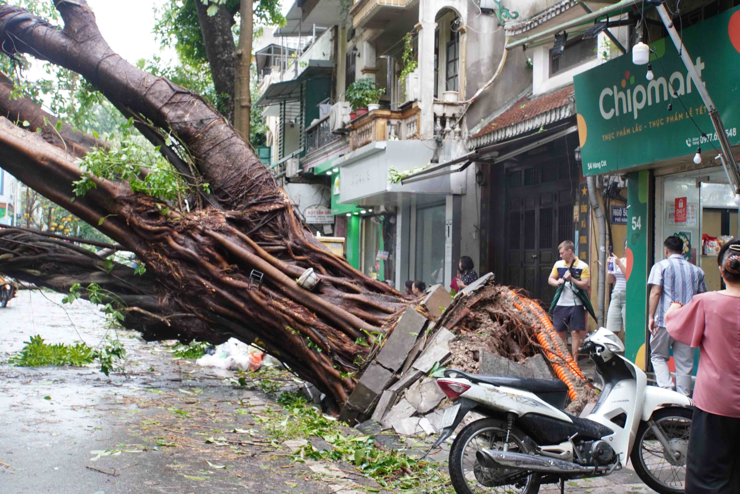 Tiếc nuối những "cụ c&acirc;y" trăm tuổi bật gốc trong b&atilde;o số 3 tr&ecirc;n phố cổ H&agrave; Nội- Ảnh 3.