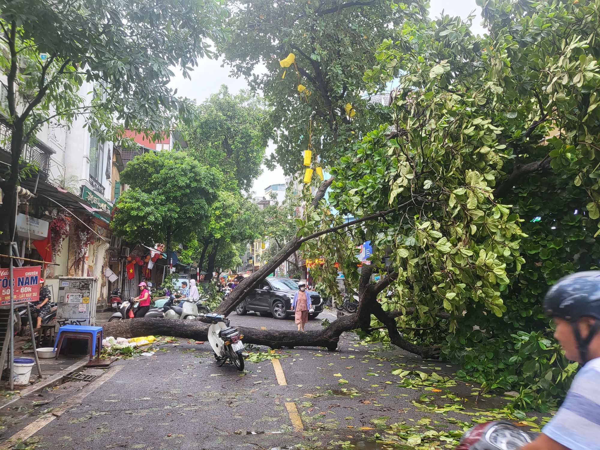 Tiếc nuối những "cụ c&acirc;y" trăm tuổi bật gốc trong b&atilde;o số 3 tr&ecirc;n phố cổ H&agrave; Nội- Ảnh 9.