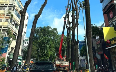 "Khám bệnh" triệt để cho cây xanh