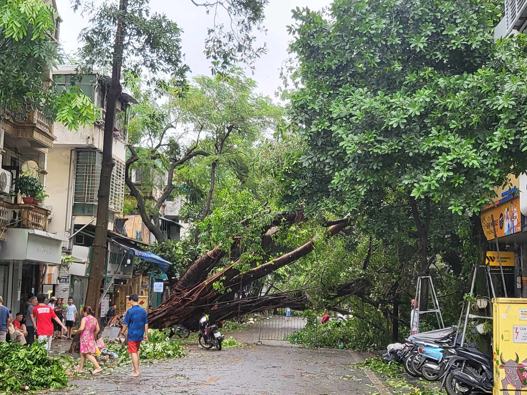Tiếc nuối những "cụ c&acirc;y" trăm tuổi bật gốc trong b&atilde;o số 3 tr&ecirc;n phố cổ H&agrave; Nội- Ảnh 1.