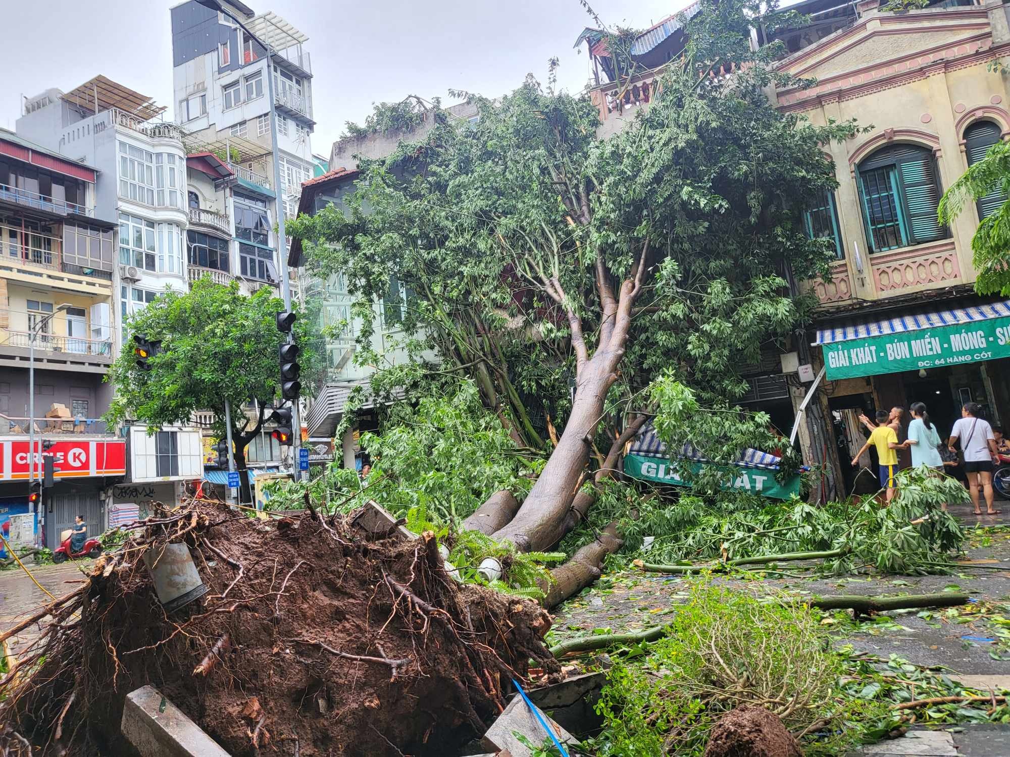 Tiếc nuối những "cụ c&acirc;y" trăm tuổi bật gốc trong b&atilde;o số 3 tr&ecirc;n phố cổ H&agrave; Nội- Ảnh 4.