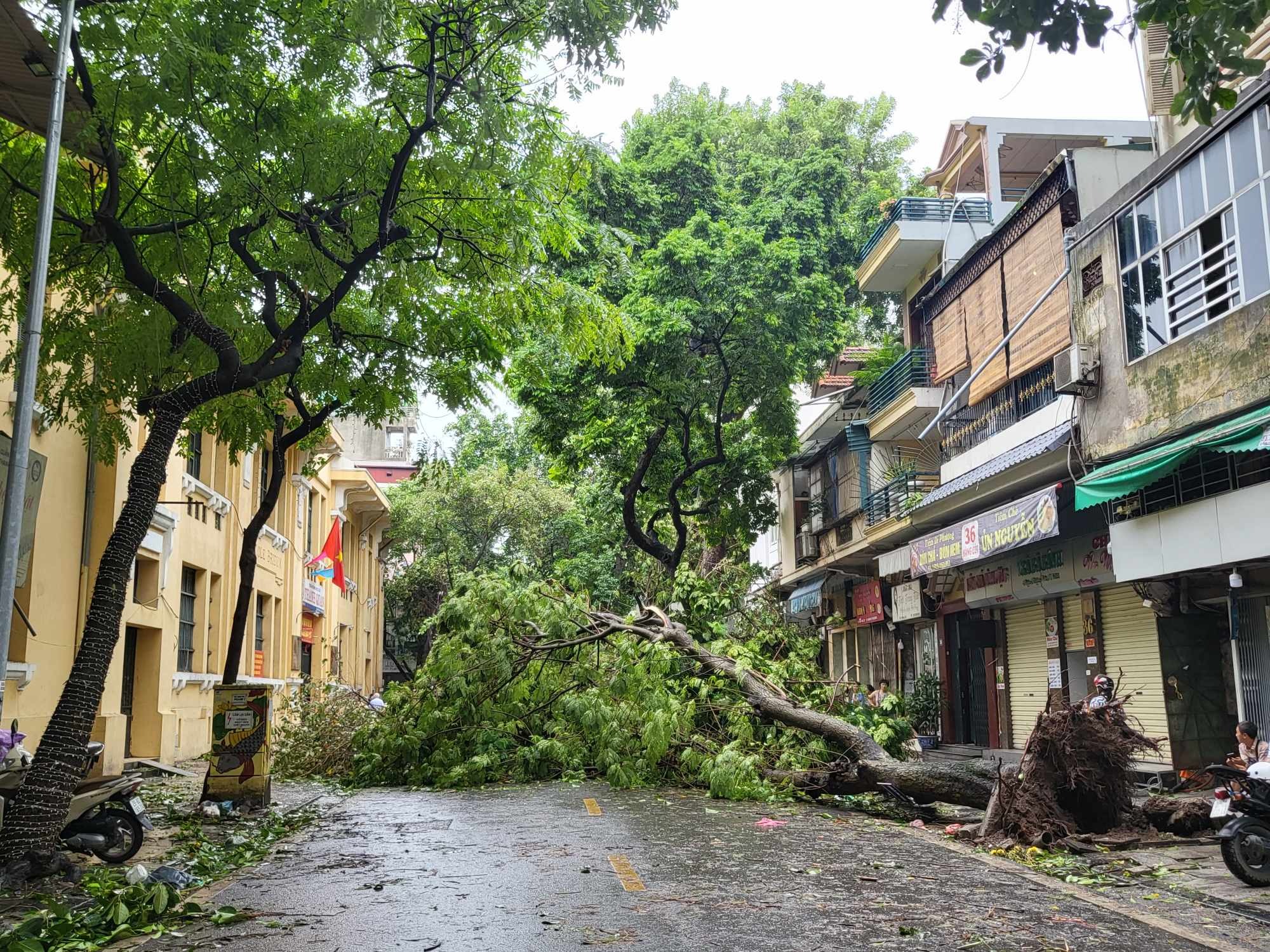 Tiếc nuối những "cụ c&acirc;y" trăm tuổi bật gốc trong b&atilde;o số 3 tr&ecirc;n phố cổ H&agrave; Nội- Ảnh 6.