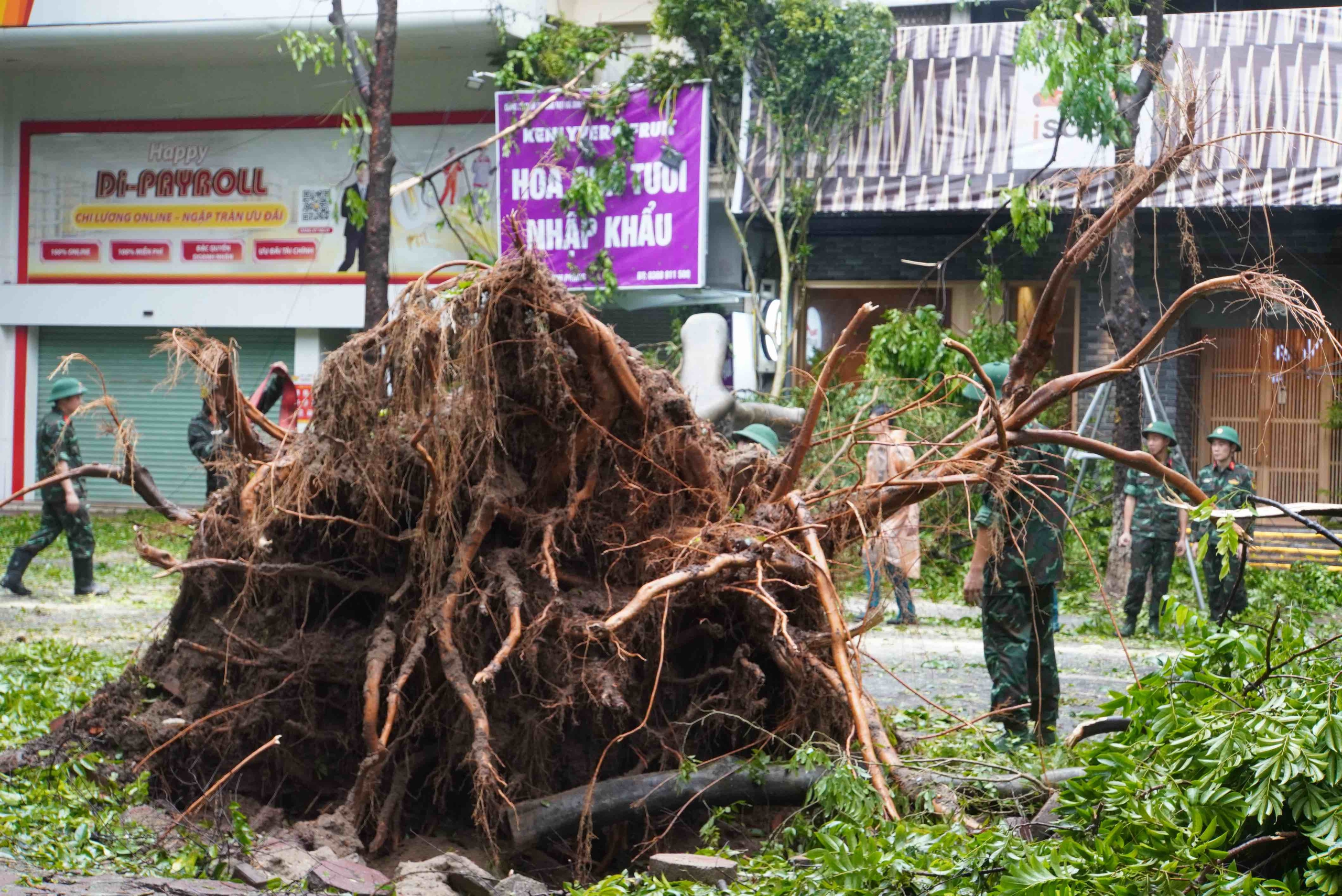Tiếc nuối những "cụ c&acirc;y" trăm tuổi bật gốc trong b&atilde;o số 3 tr&ecirc;n phố cổ H&agrave; Nội- Ảnh 17.