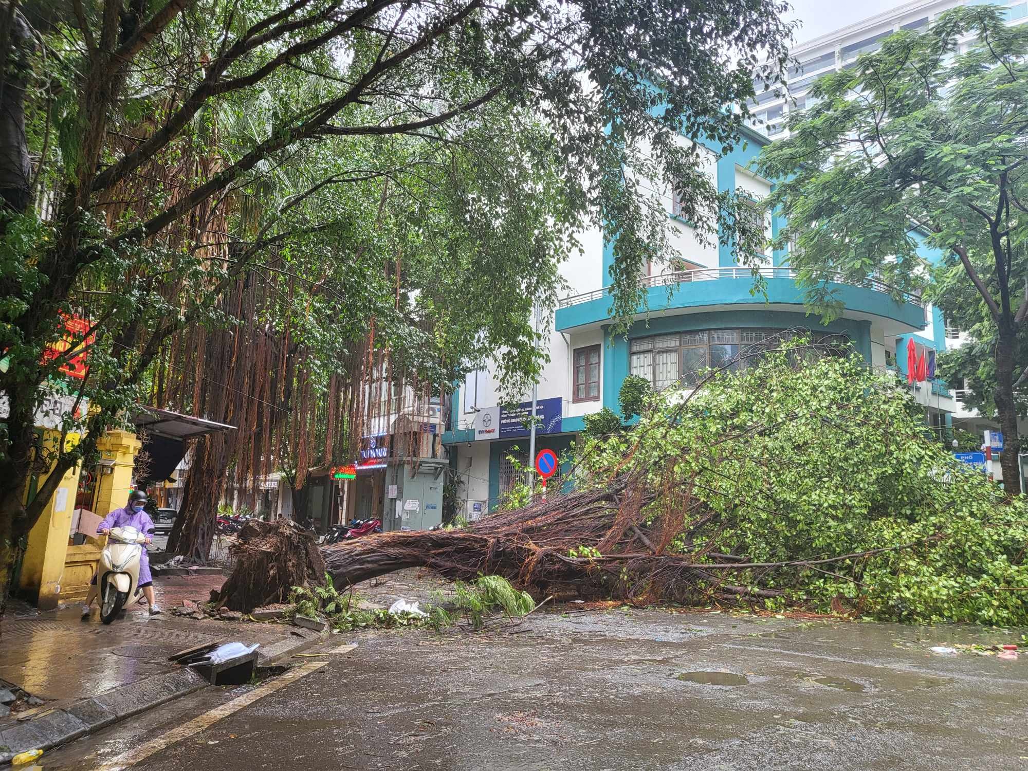 Tiếc nuối những "cụ c&acirc;y" trăm tuổi bật gốc trong b&atilde;o số 3 tr&ecirc;n phố cổ H&agrave; Nội- Ảnh 8.