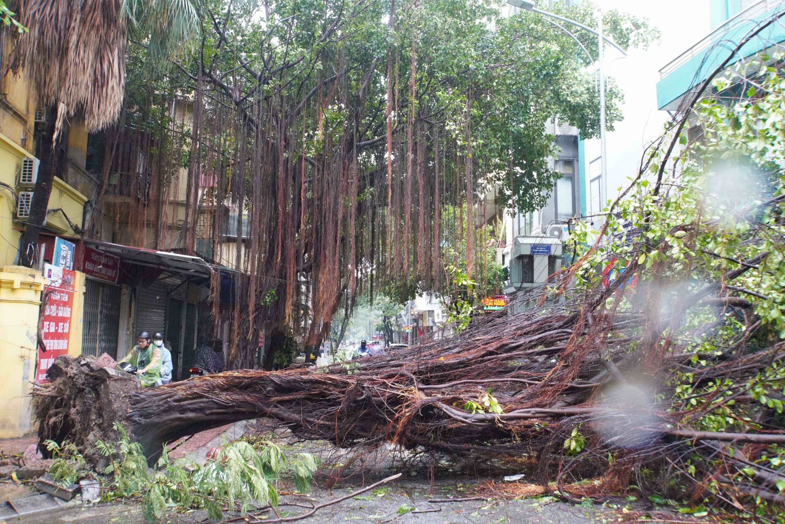 Tiếc nuối những "cụ c&acirc;y" trăm tuổi bật gốc trong b&atilde;o số 3 tr&ecirc;n phố cổ H&agrave; Nội- Ảnh 7.